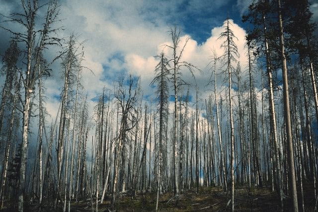 Grenzen des Wachstums: Lichte Kronen in einem Nadelwald