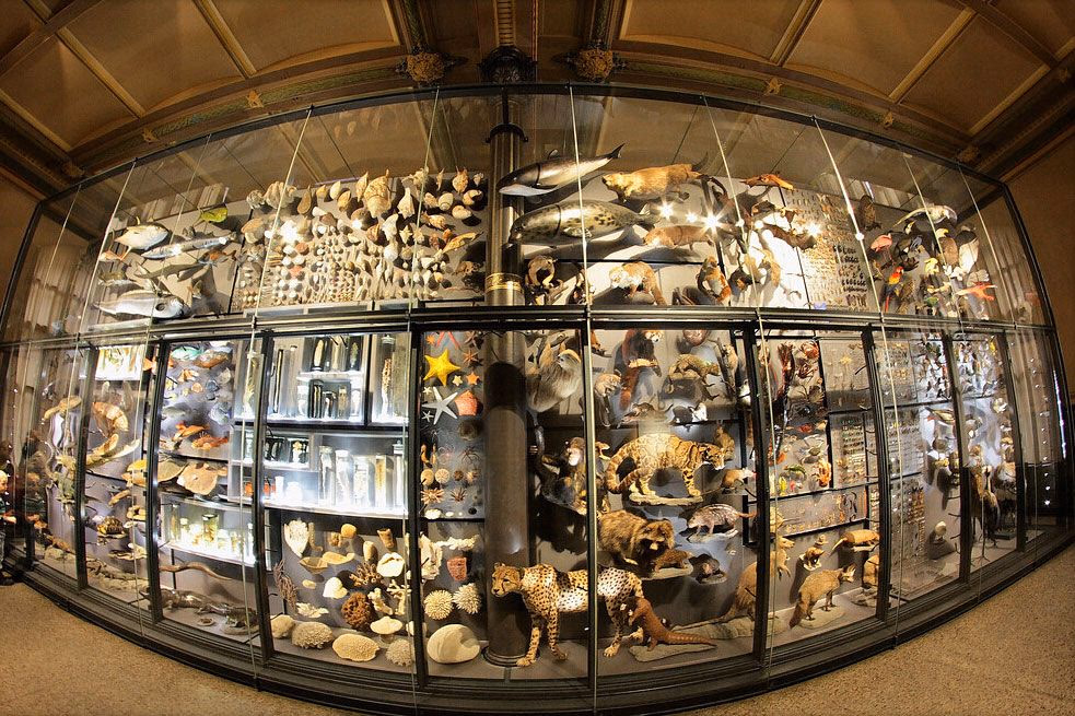 Eine Million Tier- und Pflanzenarten sind vom Aussterben bedroht - das größte Artensterben seit 66 Millionen Jahren.